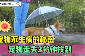 宠物不生病的秘密：小狗走失不要慌，教你三分钟瞬间找到，太实用视频封面