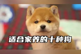 狗狗是很通人性的宠物，你知道最适合家养的狗狗有哪些吗视频封面