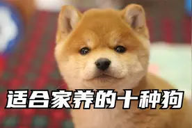 狗狗是很通人性的宠物，你知道最适合家养的狗狗有哪些吗视频封面
