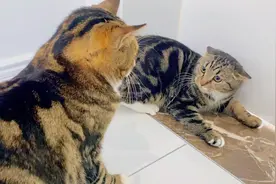 女朋友的猫第1次见男朋友的猫，直接吓成飞机耳，一动不动