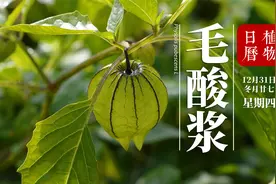 一位穿裙子的“菇娘”传说它是林黛玉的“前身”东北人的最爱视频封面