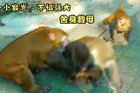 小猴崽舍身救母，猴妈遭猴王及王后暴打厮咬，小猴崽挺身而出视频封面