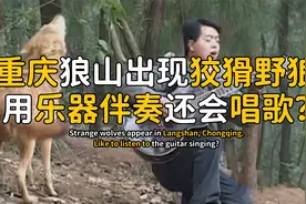 重庆狼山出现狡猾野狼，用乐器伴奏会唱歌，音乐让狼变了性情？视频封面