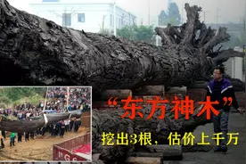 被誉为“东方神木”的乌木，是如何形成的？为何总能卖出天价？视频封面