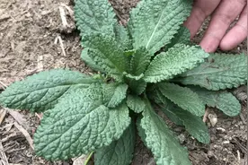 “蛤蟆草炒鸡蛋”，到底有啥好？看完视频别再当草拔掉视频封面