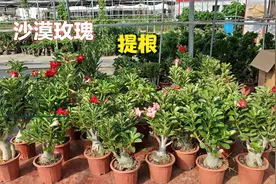 90后小男孩  带你看提根（沙漠玫瑰）视频封面