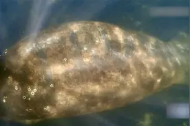海中生物背上惊现特朗普大名 震惊动物保护部门 官方紧急调查！视频封面