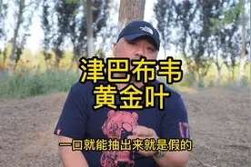 津巴布韦的黄金叶视频封面