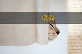 你知道什么是吸猫吗视频封面