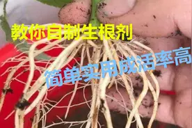 教你3分钟自制生根水，比生根剂还管用，方法简单成活率高视频封面