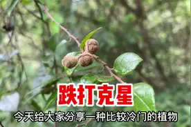 檵木又名白花檵木，被称为“天然创口贴”，把叶子捣碎作用厉害了视频封面
