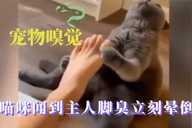 当人类的宠物可真倒霉，宠物被主人的屁给炸飞，原来动物也会呕吐视频封面