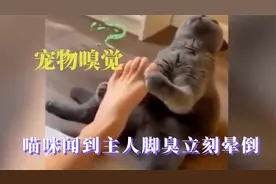 当人类的宠物可真倒霉，宠物被主人的屁给炸飞，原来动物也会呕吐视频封面