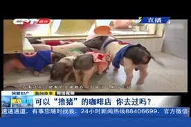 咖啡馆“撸猪”？成都猪咖店走红，店员：是宠物猪，不会长太大！视频封面