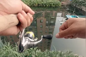 上海市区河道探钓，发现小区河里住着一群无忧无虑的小鱼！视频封面
