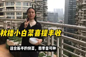 阳台新手种菜推荐小白菜，分享生长全过程超有成就感，收菜特快视频封面