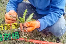 云南大山里的美味，野鸡刺根，你们吃过吗？视频封面