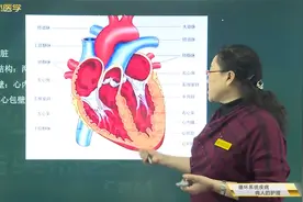 护士知识02循环系统01解剖生理01心脏01心脏结构特点，心脏壁特点视频封面