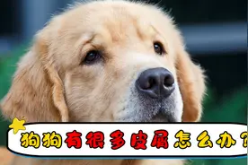 狗狗有很多皮屑怎么办视频封面