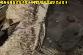 被开膛破肚清理干净的鱼在高温油锅里还能活 这是什么原理呢
