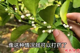 柑橘开花期，这时候打药效果好，还不伤及小蜜蜂视频封面
