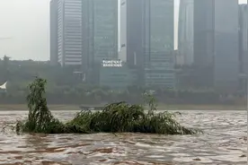 最大洪峰过境，重庆嘉陵江实拍！视频封面