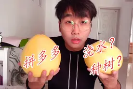 连续2个月在拼多多种树，今天终于收到免费水果了，感觉有点坑！视频封面