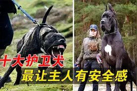 世界上最强十大护卫犬，排名第一的，我们都看着它的电视长大！视频封面