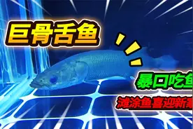 巨骨舌鱼暴口抢食鳑鲏鱼，滩涂鱼玩起套路，这货大眼睛也太萌了视频封面