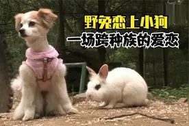 野兔恋上小狗，这跨种族的爱恋，让狗主人哭笑不得视频封面