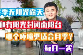 冬季无阳光露天和有阳光封闭阳台，哪个环境更适合月季？每日一答视频封面