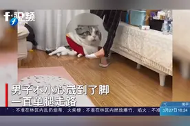 戏精小猫学主人瘸脚走路，它能有什么坏心思？只不过是在嘲笑你视频封面