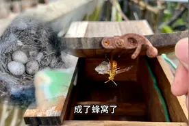 楼顶又是鸟窝又是蜂窝，我家风水有这么好吗？视频封面