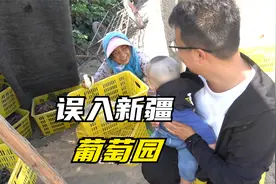 房车误入新疆葡萄庄园，老两口举家入新疆种葡萄20年视频封面