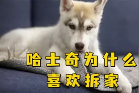 哈士奇为什么喜欢拆家，原因你知道吗？视频封面
