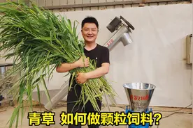 创业养殖户：青草怎样做颗粒饲料？多罗210颗粒机，测试青草+玉米视频封面