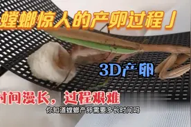 螳螂惊人的产卵过程，雌雄多次交配异常艰难，魔性操作如同3D打印