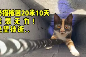 奶猫被困20米通风管底10天：妈妈，救救我！视频封面