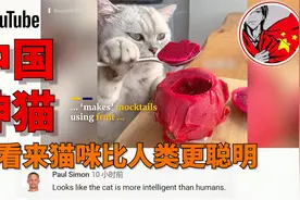 中国神猫“做饭”视频火爆油管，外国网友：喵星人版的地狱厨神！视频封面