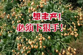 广西果农为何大规模锯光黄皮树？不是惨剧！是为了下一年更高产量视频封面