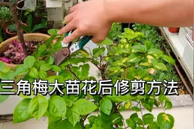 三角梅枝条长的太长怎样回缩修剪？示范三角梅花后大苗修剪方法视频封面