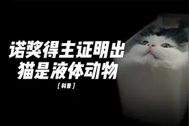 诺奖得主意外证明出猫咪是液体动物，没想到火了视频封面