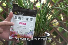 养兰花用磷酸二氢钾，不要以为只有催花作用，还有一些隐藏功能视频封面
