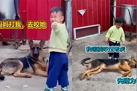 2岁萌娃被妈妈打后找狗子告状，德牧见状立马躺下装睡：我惹不起视频封面