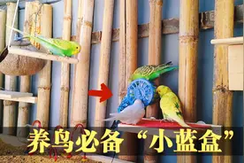 养鸟养鹦鹉离不开的“小蓝盒”，既能喂鸟当工具又能给鸟当玩具视频封面