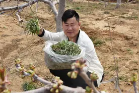 春暖花开正是野菜最好吃的时候，半小时挖了一兜，您认识几种视频封面