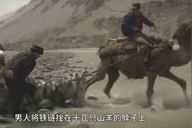 用铁链拴在十几只山羊的脖子上，塔吉克游牧民是怎么迁徙的