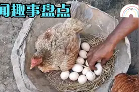 鸡的祖先是它？得知真相后的你还敢吃鸡吗？真是涨见识了！视频封面