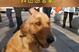 不舍分离！被山东医疗队喂养50多天的“毛孩子”执意与队员合影视频封面