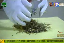 杭州：龙井茶遇上桂花 春天邂逅了秋天 桂花龙井制作过程了解下！视频封面
